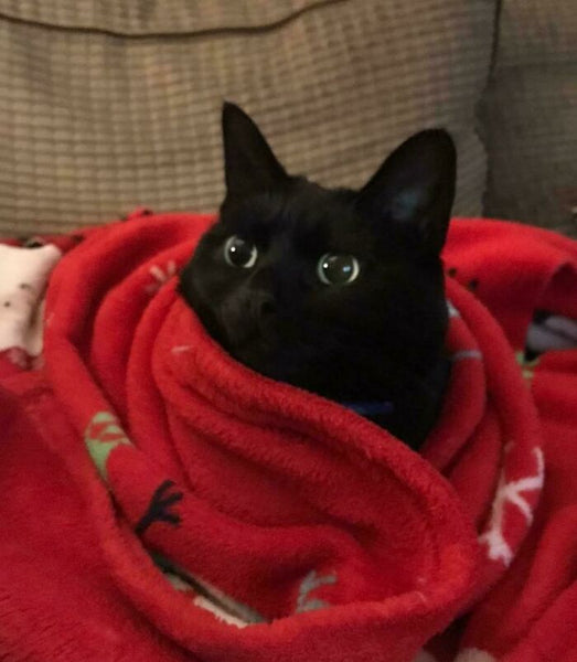 88 Times Cats Made Their Owners Wonder “What’s Wrong With My Cat”