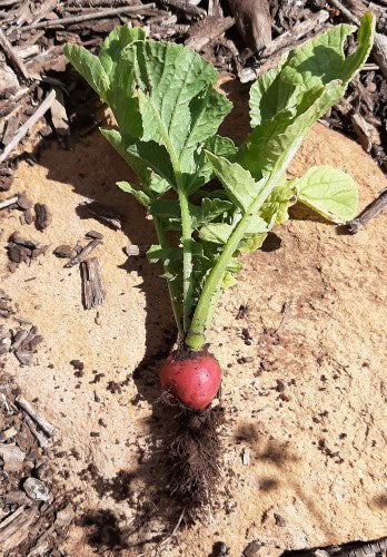 Growing Radishes at Home
