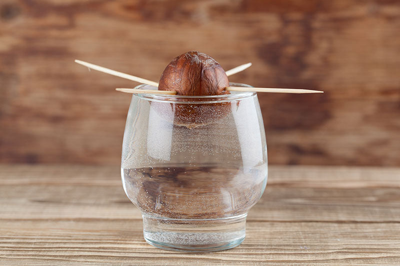 Growing Avocado Seeds: A Fun Project to Do with the Kids