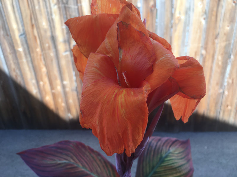 Why now is the time to start thinking about planting bulbs in your garden