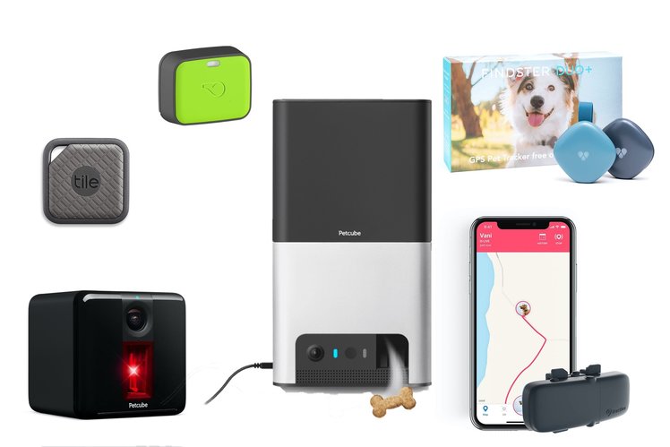 Best pet trackers 2020: Wearables and cameras to keep your animals safe