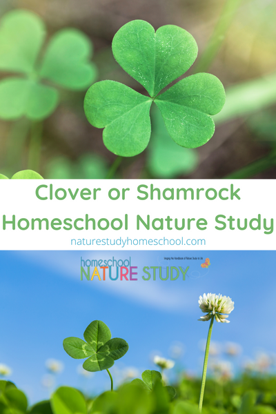 Clover or Shamrock Homeschool Nature Study
