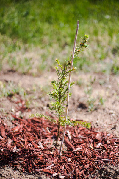 Weekend Entertainment: 5 June 2020