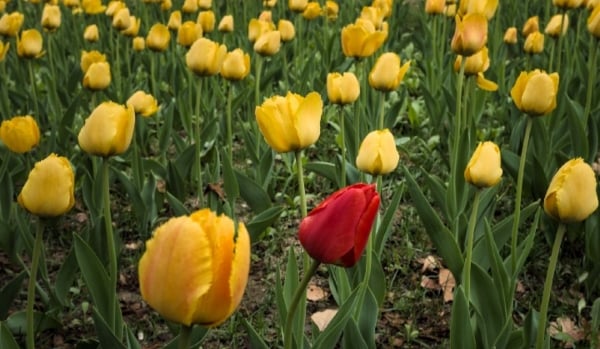 Motherhood as Rebellion