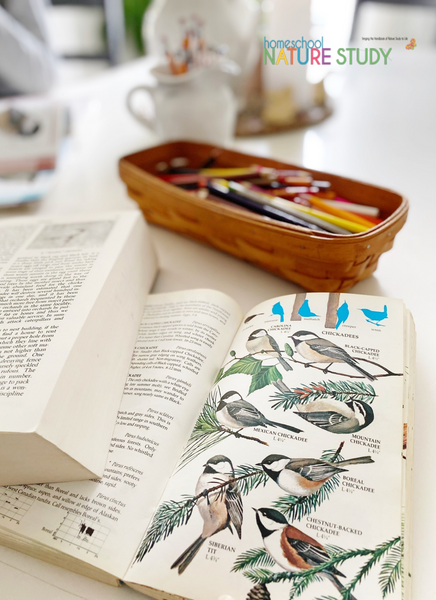 3 Tips for Nature Journaling When You Think You Can’t Sketch