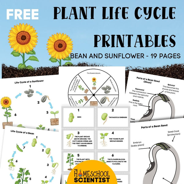Life Cycle Of A Plant Lesson {and Printables!}