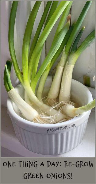 One Thing a Day: Re-Grow Green Onion