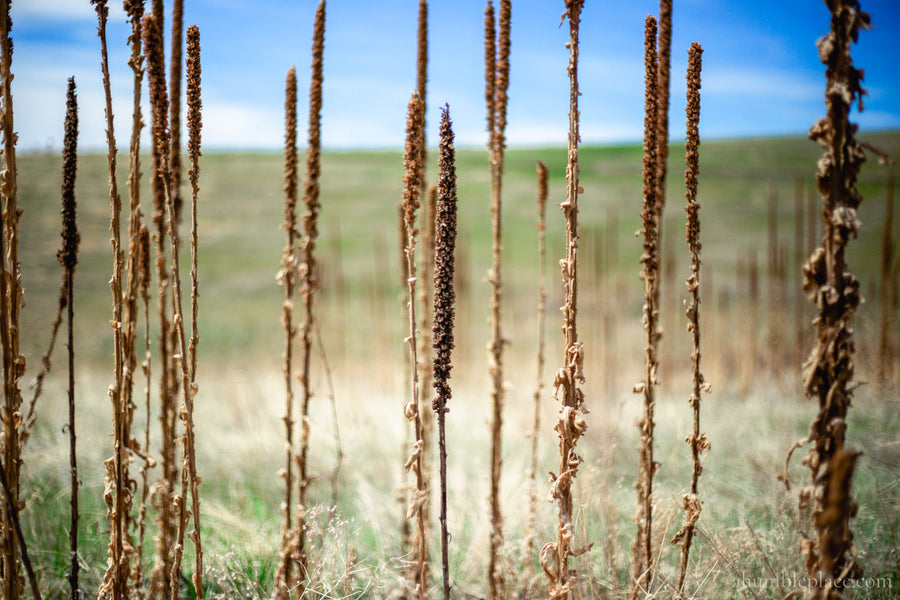 Weekend Entertainment: 15 May 2020 (& printable Charlotte Mason bookmarks!)