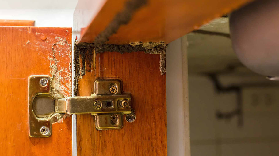 kitchen cabinet hazards and threats to watch out for in your home