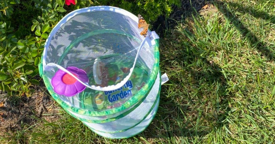 Insect Lore Butterfly Garden Kits from $16.99 Shipped for Amazon Prime Members (Unique Gift Idea)