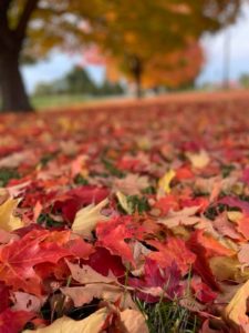 Lesson from the Trees: Learning to Let Go