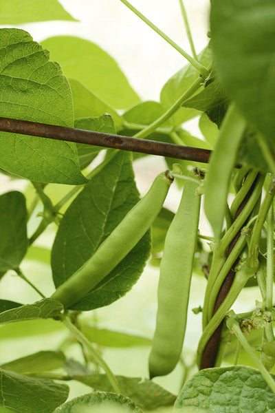 Bean tales: How Crete beans made their way to New Zealand in the name of love