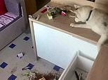 Husky puppy ransacks kitchen drawer and climbs up onto the counter to rifle through a cupboard