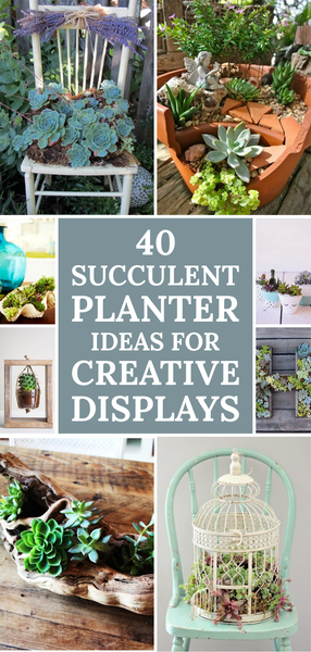 40 Succulent Planter Ideas for Creative Displays