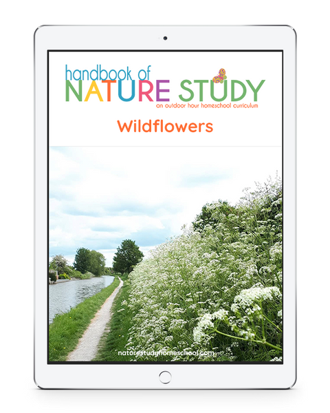 Ideas for Drawing in Your Nature Journal