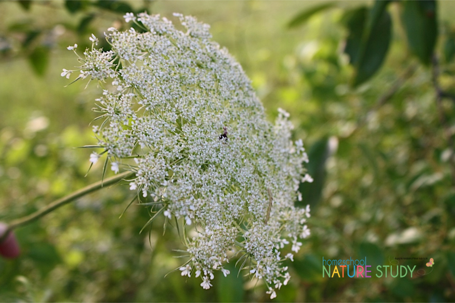 A Beautiful Queen Anne’s Lace Nature Study for Your Homeschool
