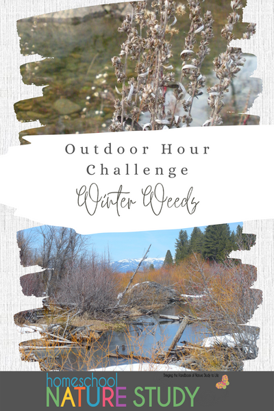 Outdoor Hour Challenge – Winter Weed Nature Study