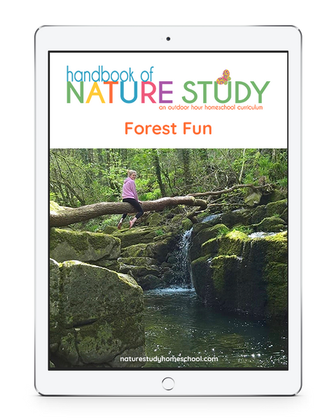 Bear Nature Study for Your Homeschool