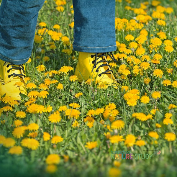 First Day of Spring: Simple Ways to Study Nature in Your Homeschool