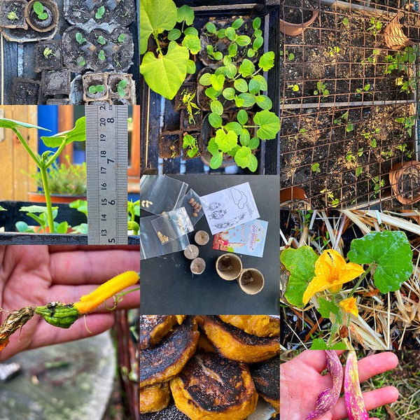 Pumpkins, Science and Spring is in the Air,  with My EcoSprout…